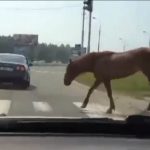 VIDEO: Driving in Russia